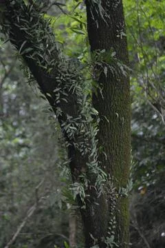 Vine covered tree trunks in dense green forest Stock Photos