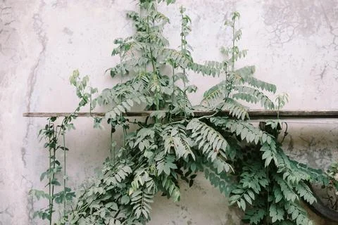Vine on Cracked Wall Stock-Fotos