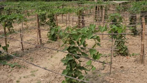 Vine Cultivation Video stock 333920966
