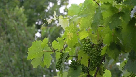 The vine develops in the wind during the rain Stock Footage 198925349
