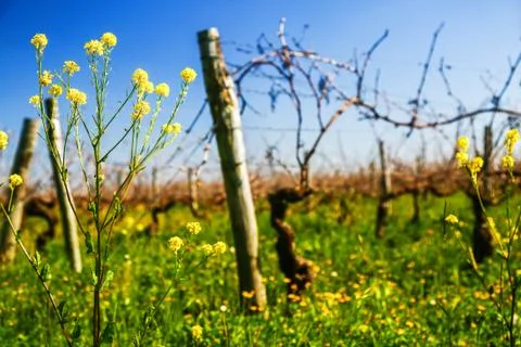 Vine during spring in vineyard with yellow field on background Stock Photos