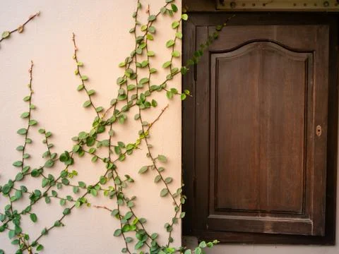 Vine elegantly hangs, climbs, densely covers a stone, light brown wall around Stock Photos