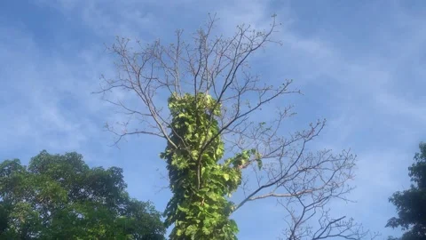 The vine entwined and strangled the tree Stock Footage 316836165