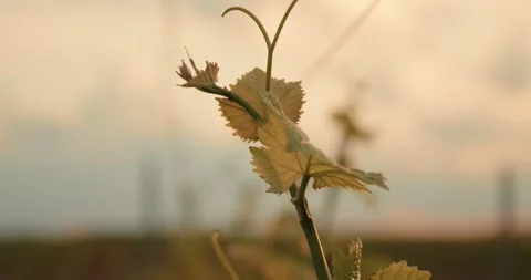 Vine Field Grape Leaf Close Up Details Wine 8K Red Stock-Footage 135621106