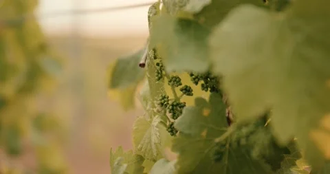 Vine Field Grape Leaf Close Up Details Grape Wine 8K Red Stock Footage 135621129