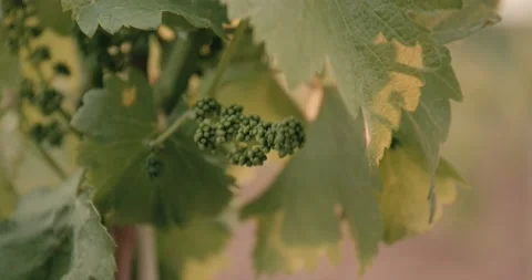 Vine Field Grape Leaf Close Up Details Grape Wine 8K Red Stock Footage 135621140