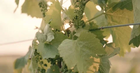 Vine Field Grape Leaf Close Up Details Grape Wine 8K Red Stock Footage 135621142
