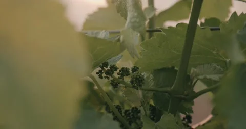 Vine Field Grape Leaf Close Up Details Grape Wine 8K Red Vidéo 135621151