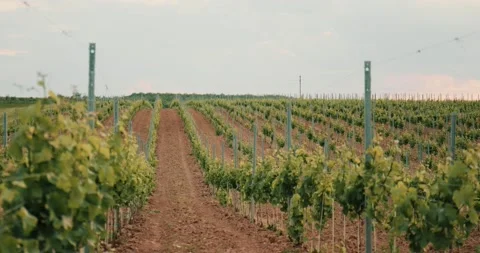 Vine Field Grape Wine 8K Red Stock Footage 135621177