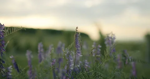 Vine Field Grape Wine 8K Red Stock Footage 135621585