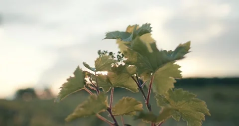 Vine Field Grape Wine 8K Red Stock Footage 135621590