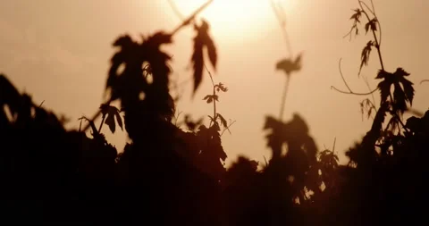 Vine Field Grape Wine 8K Red Stock Footage 135621668