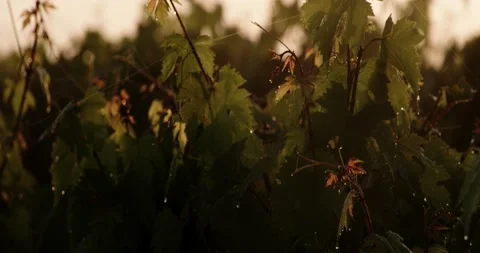 Vine Field Grape Wine 8K Red 스톡 동영상 135621686