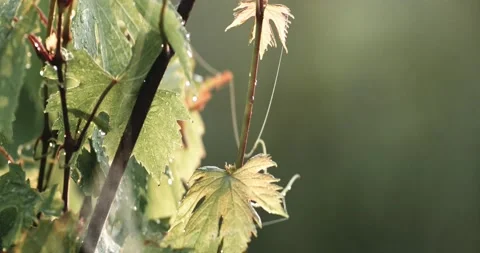 Vine Field Grape Wine 8K Red Vídeo Stock 135621706