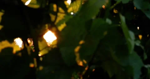 Vine Field Grape Wine 8K Red Stock Footage 135621839