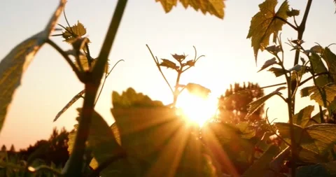 Vine Field Grape Wine 8K Red Stock-Footage 135621841