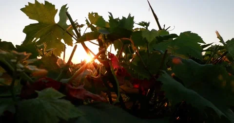 Vine Field Grape Wine 8K Red Stock Footage 135621844