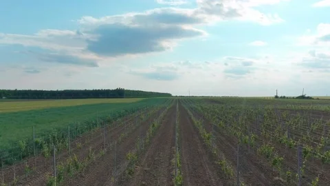 Vine Field Grape Wine Clouds in the Sky Sun Shining High Aerial Drone 6K Stock Footage 135622793