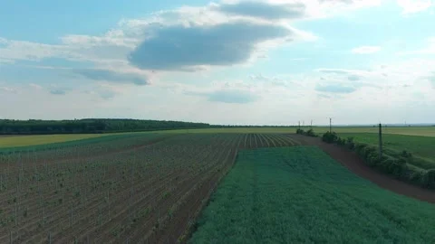 Vine Field Grape Wine Clouds in the Sky Sun Shining High Aerial Drone 6K Stock Footage 135622965