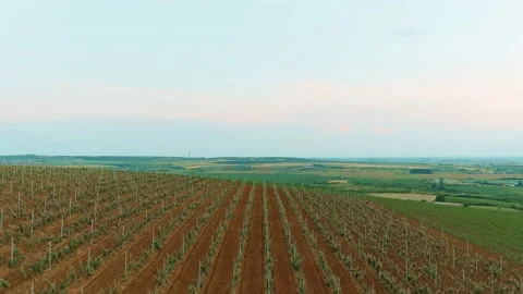 Vine Field Grape Wine Clouds in the Sky Sun Shining High Aerial Drone 6K Stock Footage 135623034