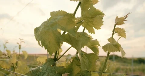 Vine Field Leaf Close Up Details Grape Wine 8K Red Vídeo Stock 135621158