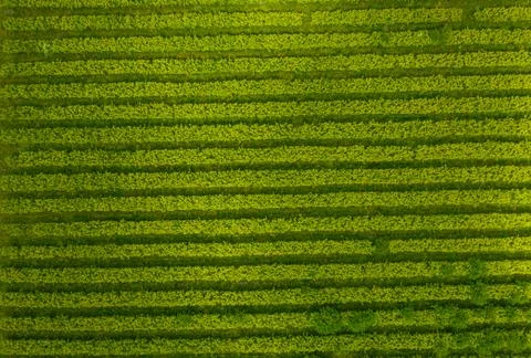 Vine field Foto stock