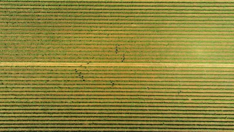 Vine Field Rows Above Top View Grape Wine Day Time Summer Aerial Drone 6K Vídeo Stock 135622298