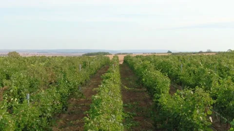 Vine Field Rows Drone View From Above Country Side Day time Green Leaves Stock Footage 140501894