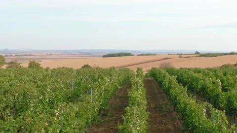 Vine Field Rows Drone View From Above Country Side Day time Green Leaves Stock Footage 140501977