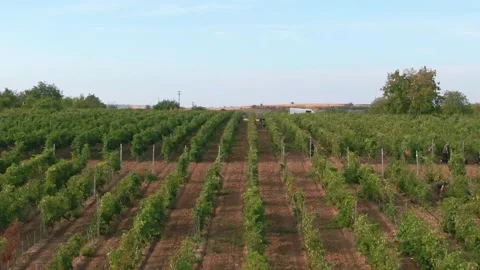 Vine Field Rows Drone View From Above Country Side Day time Green Leaves Stock Footage 140502065