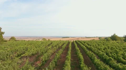Vine Field Rows Drone View From Above Country Side Day time Green Leaves Stock Footage 140503657