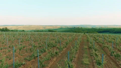 Vine Field Rows Fresh New Baby Grape Wine Day Time Summer Aerial Drone 6K Stock Footage 135621879