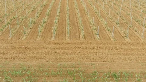 Vine Field Rows Fresh New Baby Grape Wine Day Time Summer Aerial Drone 6K Stock Footage 135623076