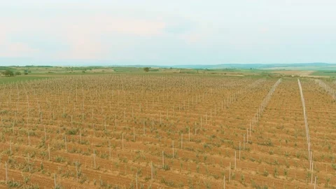 Vine Field Rows Fresh New Baby Grape Wine Day Time Summer Aerial Drone 6K Stock Footage 135623430