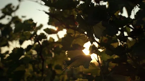 Vine Field Silhouette Sun Flare  Details at Sunset Autumn Harvesting Season Stock Footage 140502453