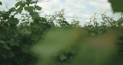 Vine Field Sliding Motion Grape Leaf Close Up Details Grape Wine 8K Red Vídeo Stock 135621090