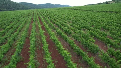 Vine fields in Italy Stock Footage 204945722