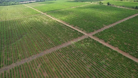 Vine fields in Italy Stock Footage 204946882