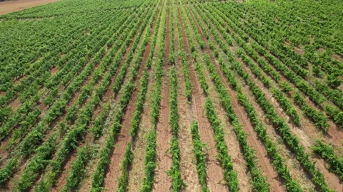 Vine fields in Italy Video stock 204949464