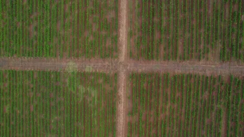 Vine fields in Italy Stock Footage 204952220