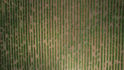 Vine fields in Italy. Top view Stock-Footage 204950224