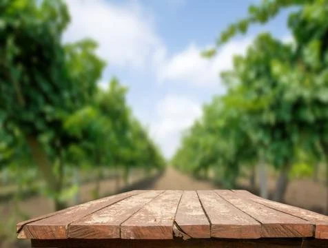 Vine fields Stock Photos