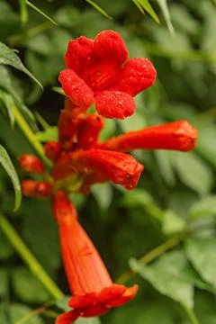 The vine flower has a red tecoma and green leaves. Stock Photos