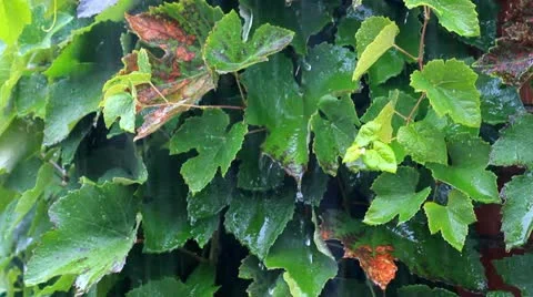 Vine Stock Footage 21261138