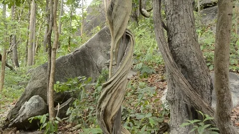 Vine Stock Footage 77748523