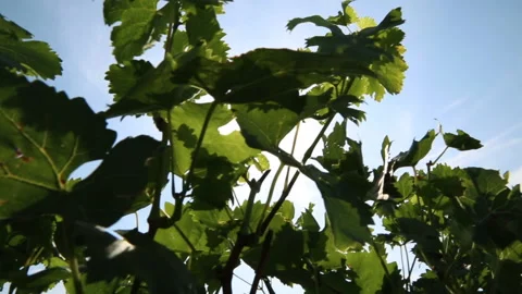 Vine Stock Footage 151875002