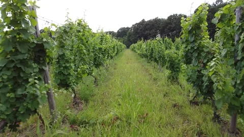 Vine Stock-Footage 221001327