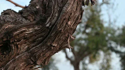 Vine Stock Footage 235622789