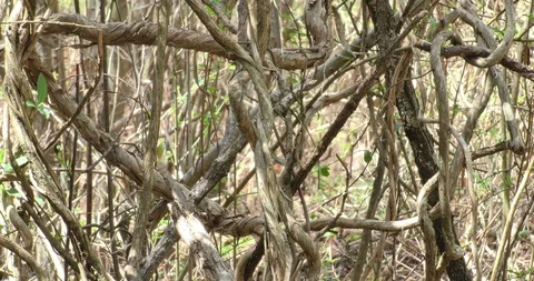 Vine forms big thicket in shade spring growth background shaded Stock Footage 87846766