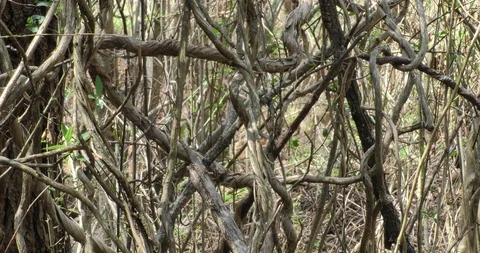 Vine forms thicket in shadows with small trees in forest Stock Footage 87846722